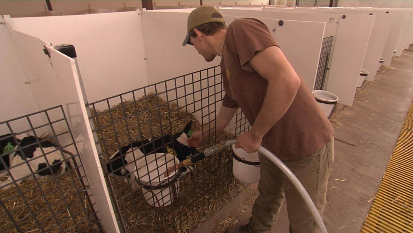 Man checking on baby calfs