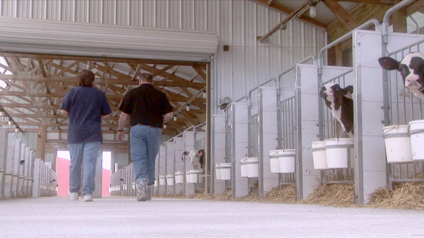 Farm workers walking through a dairy barn