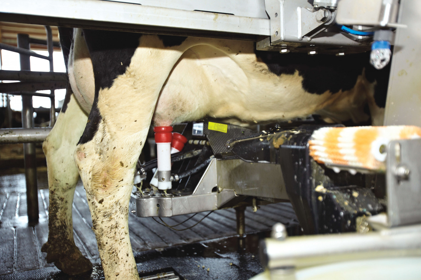 Dairy cow in milking parlor