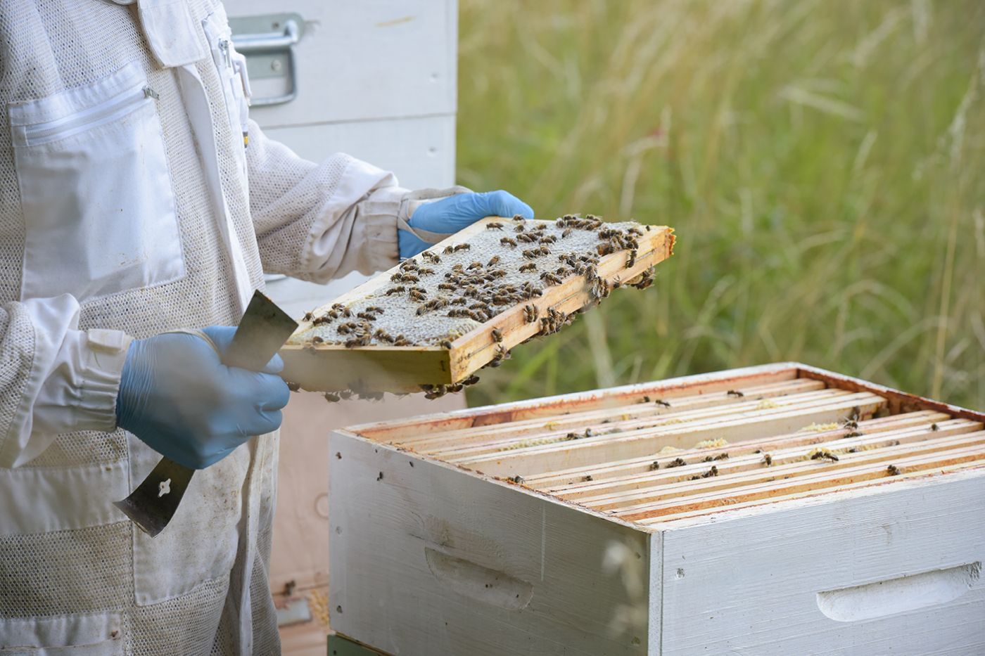 habitat specialist - beekeeper